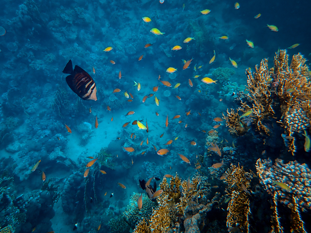 Oceanography